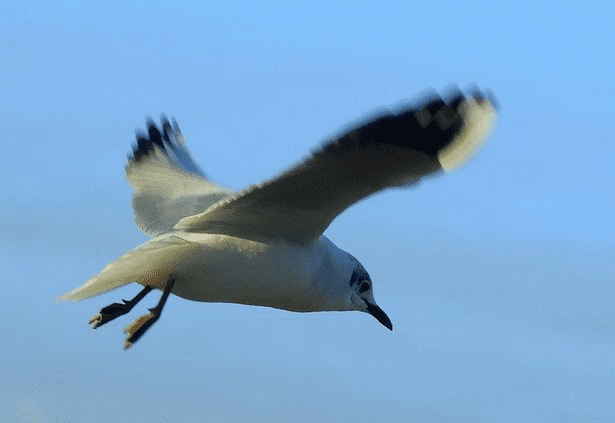 Seagull