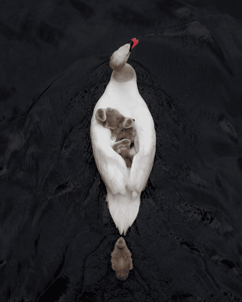 Father Swan 
