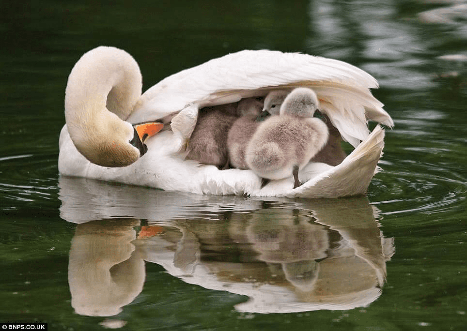 Father Swan 