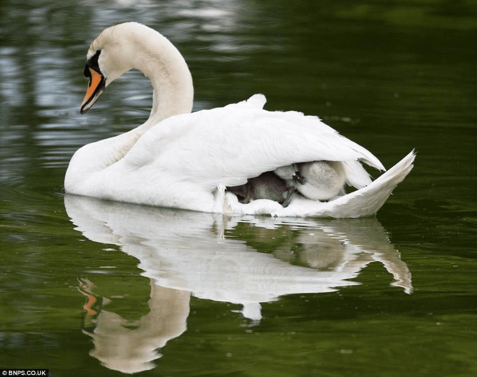 Father Swan 