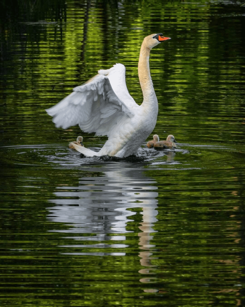 Father Swan 