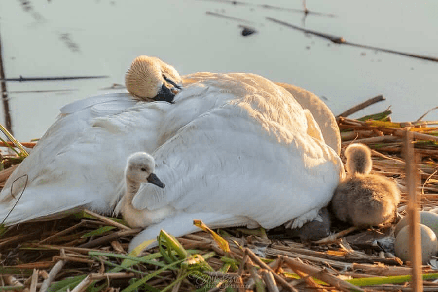 Father Swan 