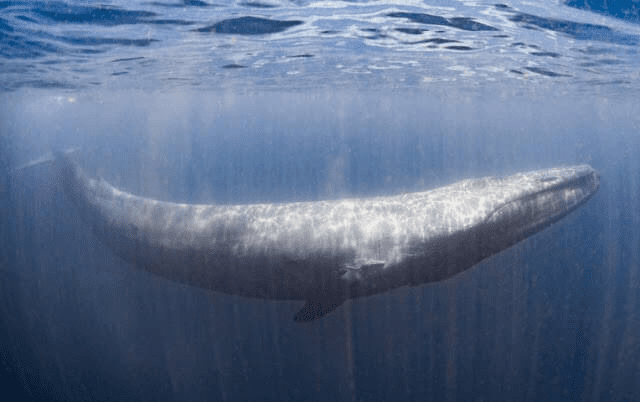 blue whale