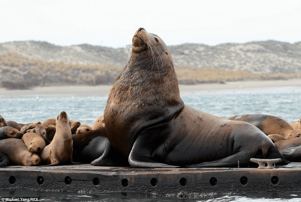 Sea Lion