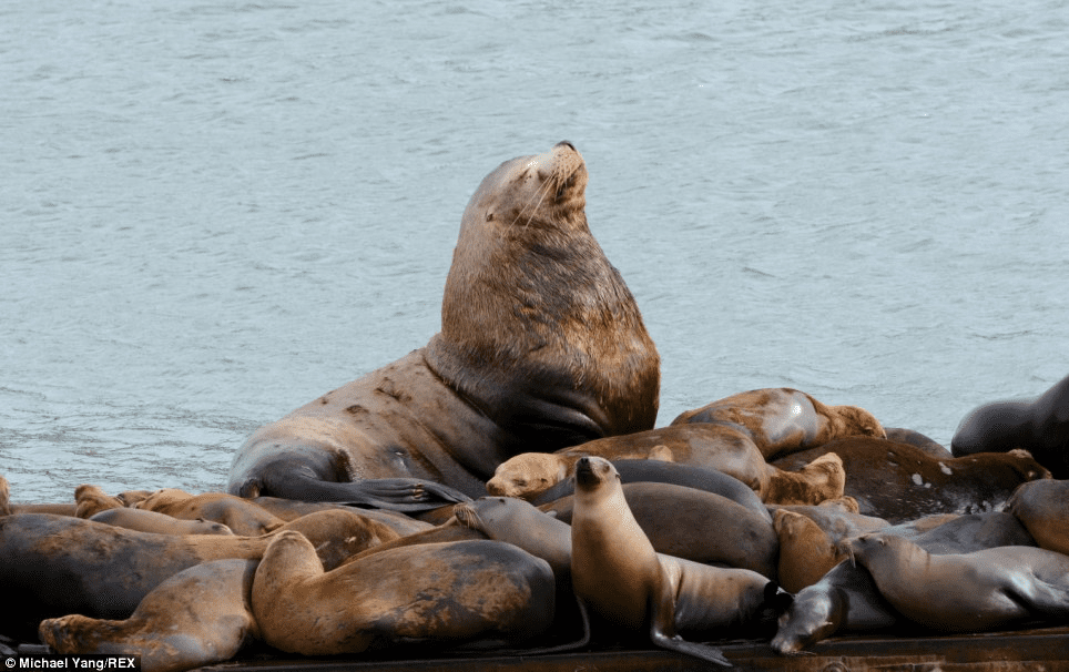 Sea Lion