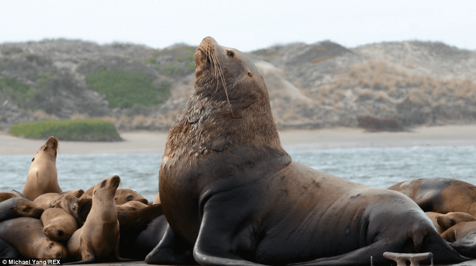 Sea Lion