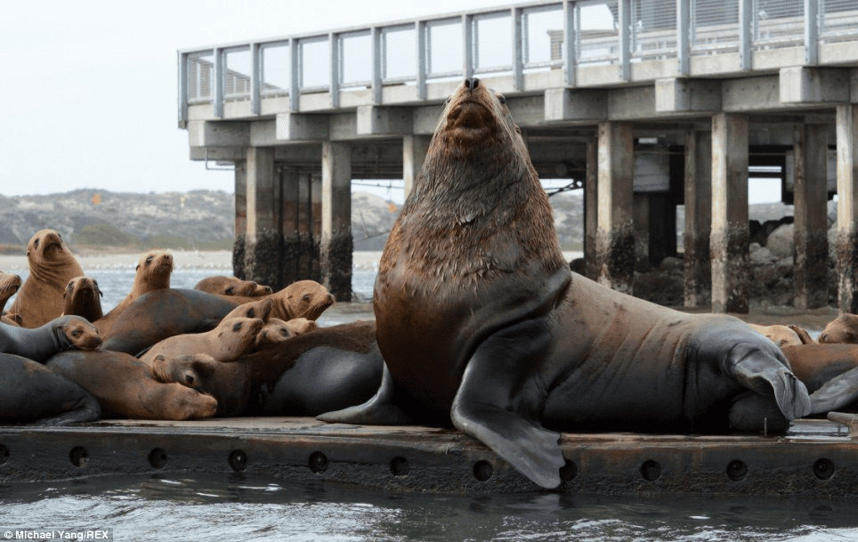 Sea Lion