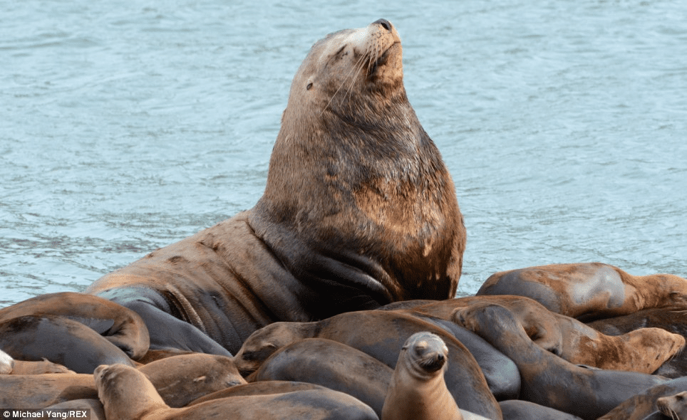 A Majestic Sea Lion Stands Out Among Its Smaller Friends in California