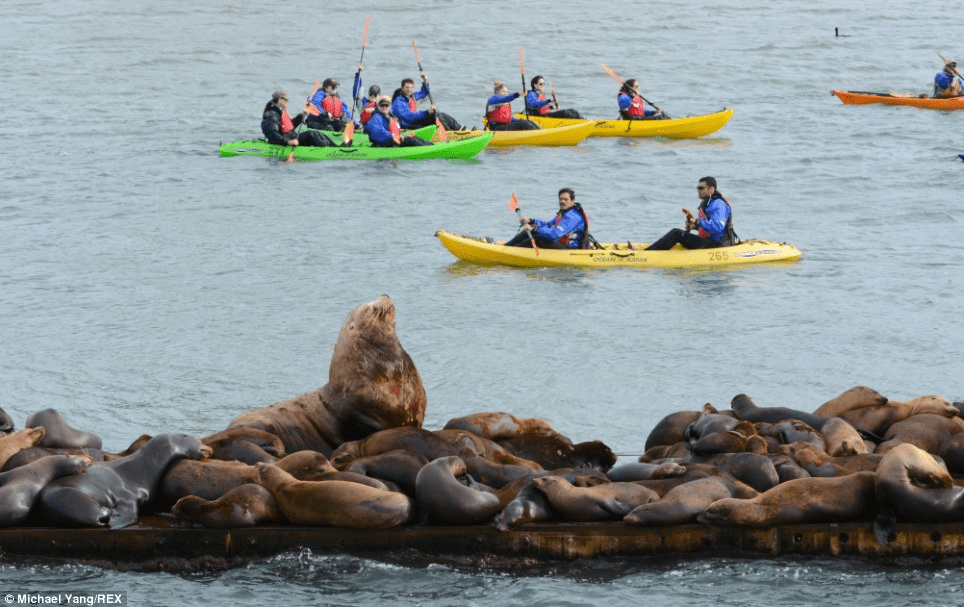 Sea Lion