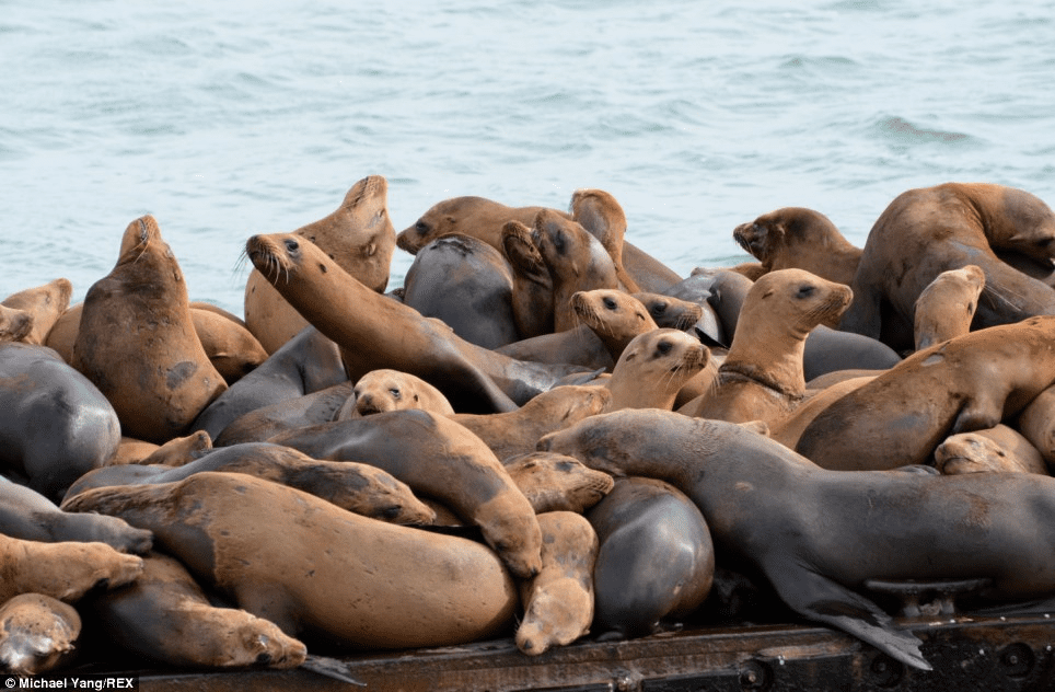 Sea Lion