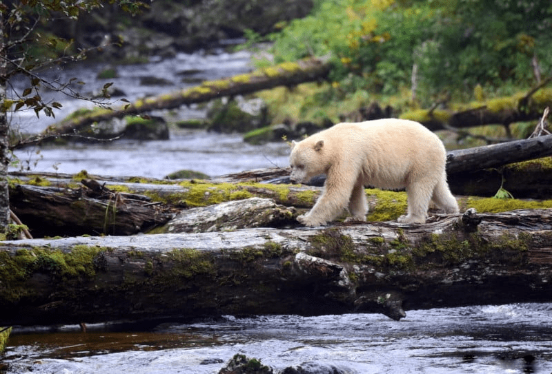 Spirit Bear