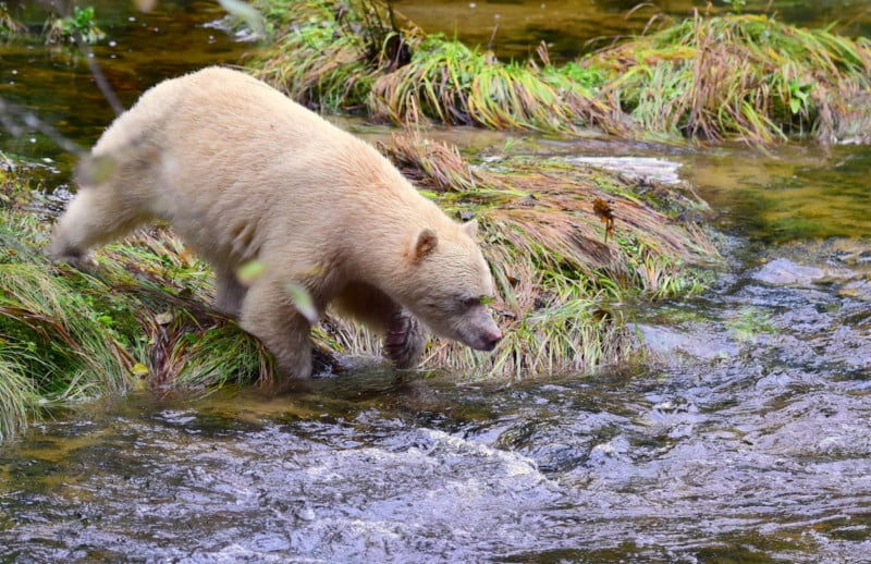 Spirit Bear