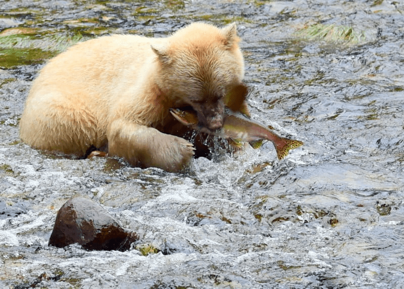 Spirit Bear