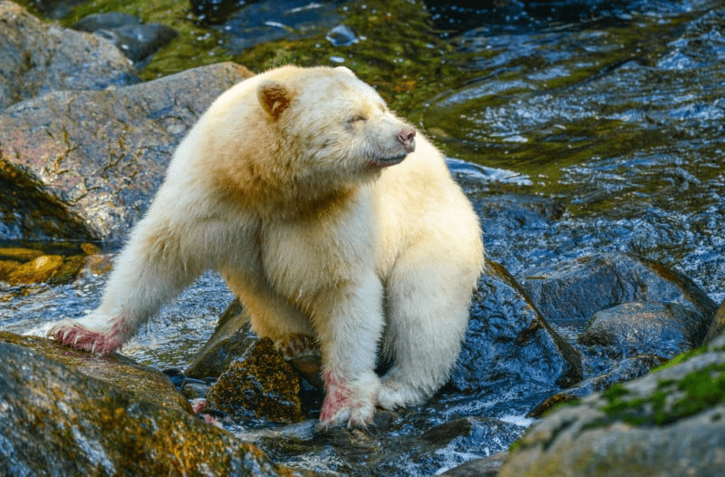 Spirit Bear