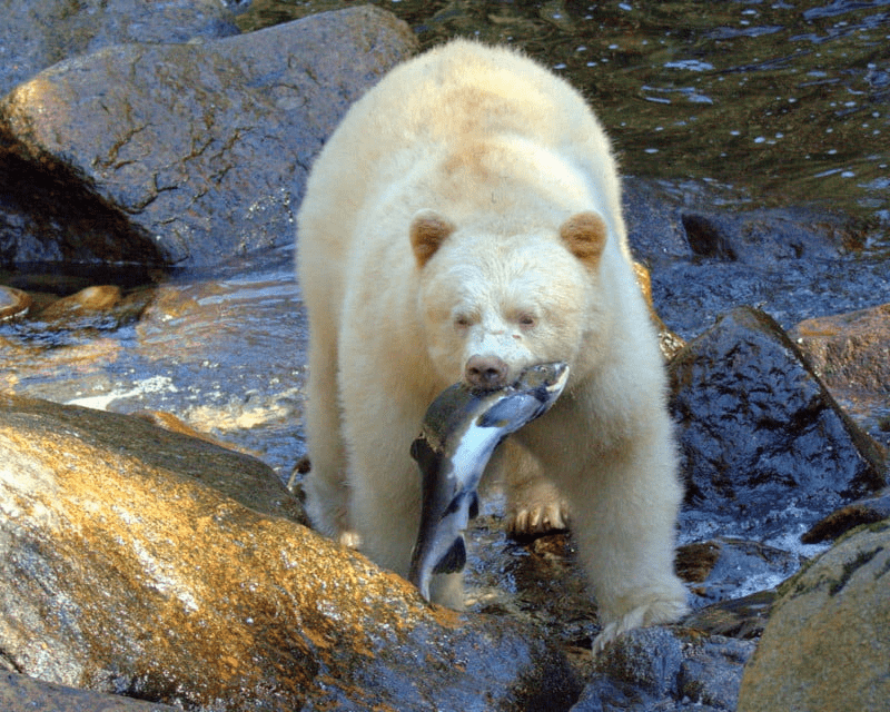 Spirit Bear