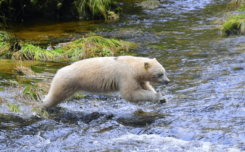 Spirit Bear