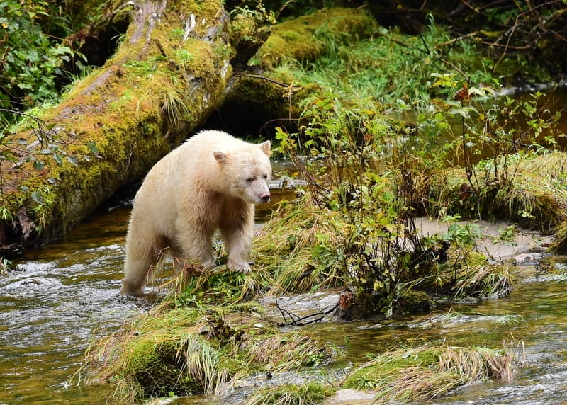 Spirit Bear