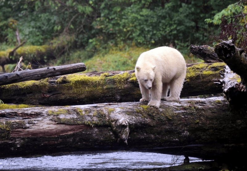 Spirit Bear