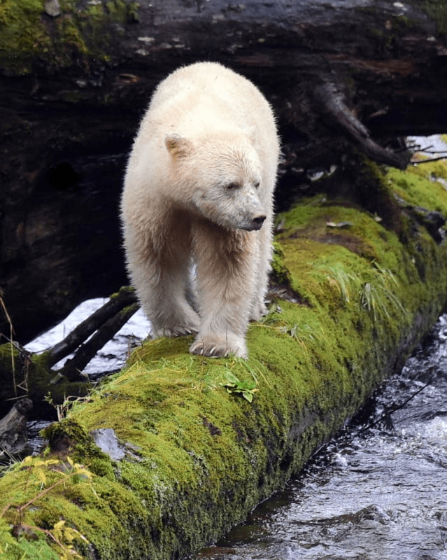 Spirit Bear