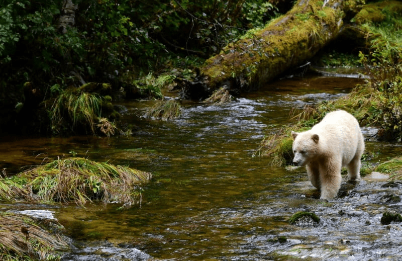 Spirit Bear