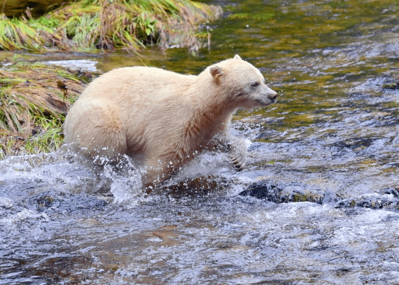 Spirit Bear