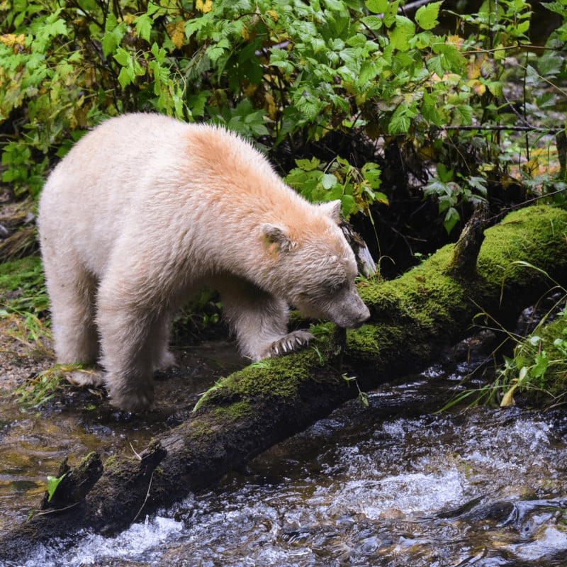 Spirit Bear