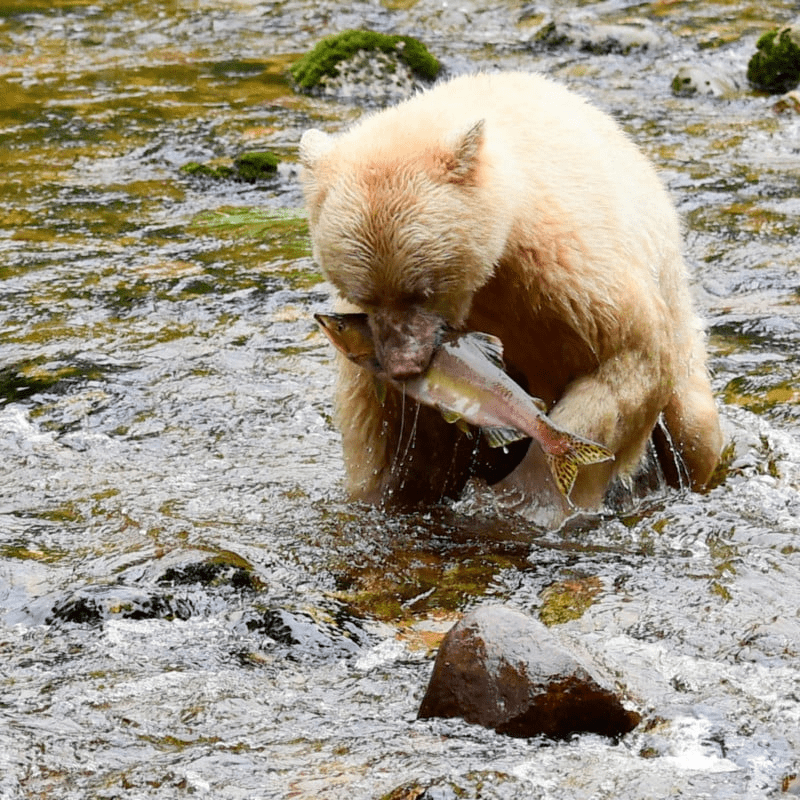 Spirit Bear