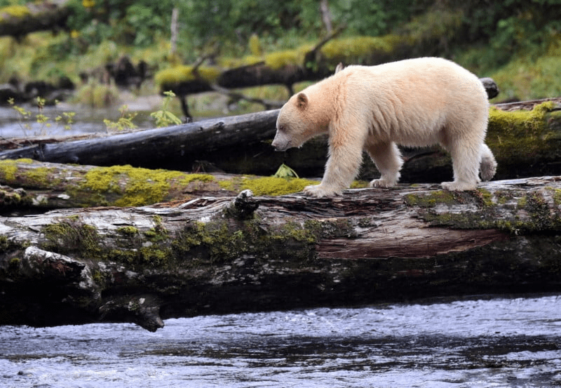 Spirit Bear