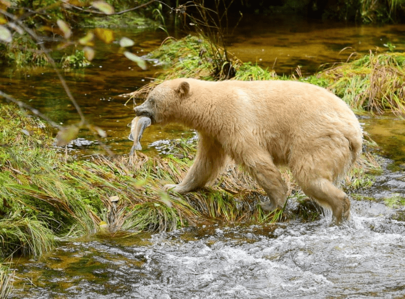 Spirit Bear