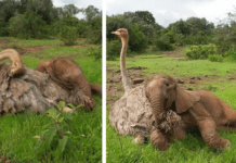 Ostrich & Elephants