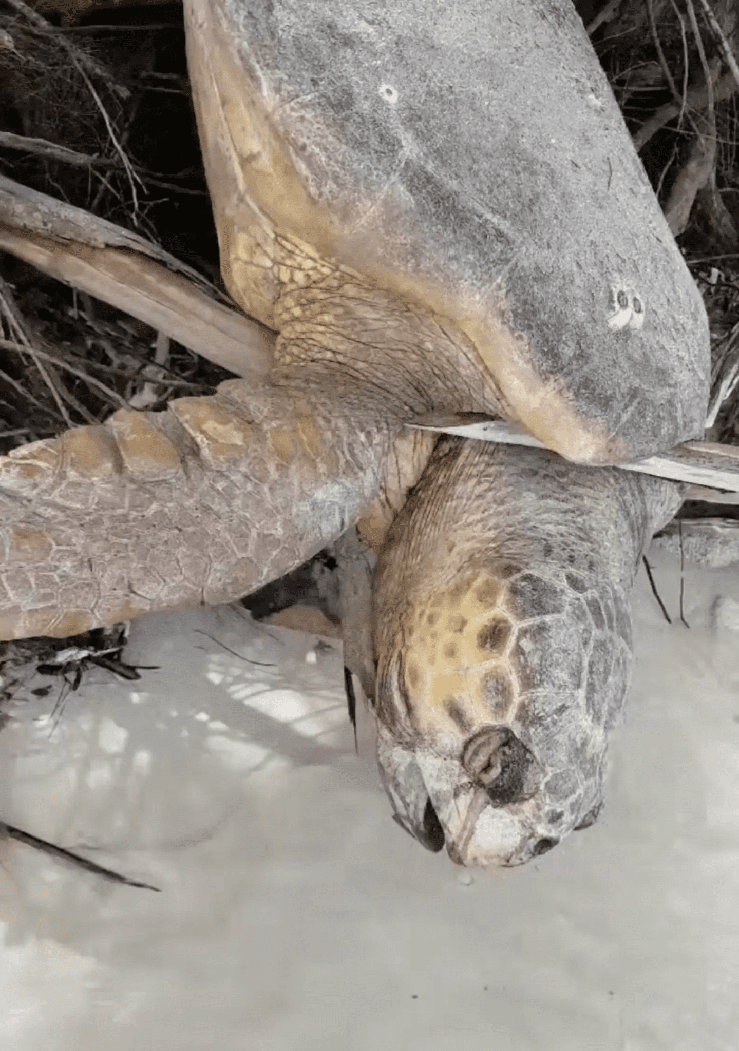 Incredible Rescue: Man Saves Sea Turtle Trapped On Land