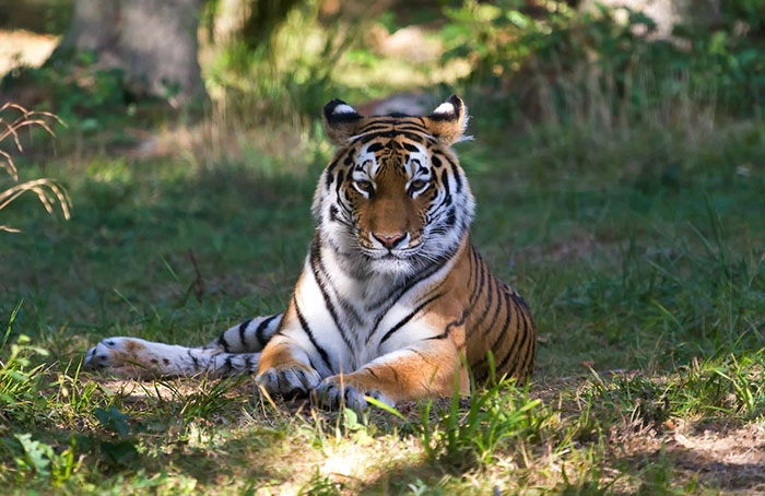 Tigers' Unique Ear Markings: An Ingenious Survival Strategy