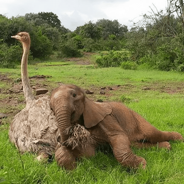 Ostrich & Elephants