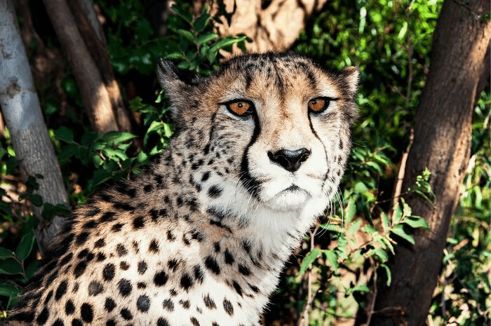 Cheetah