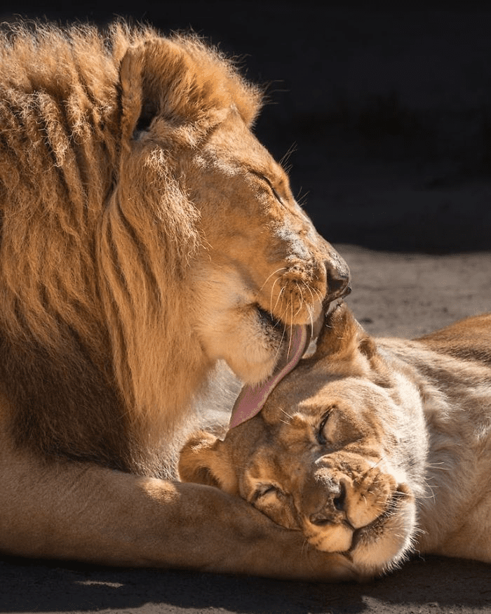 Elderly Lion Couple