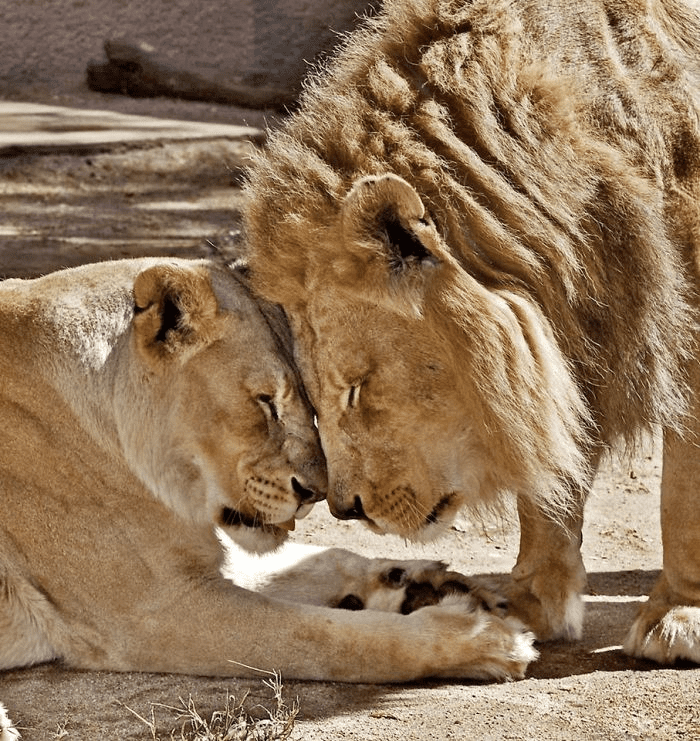 Elderly Lion Couple