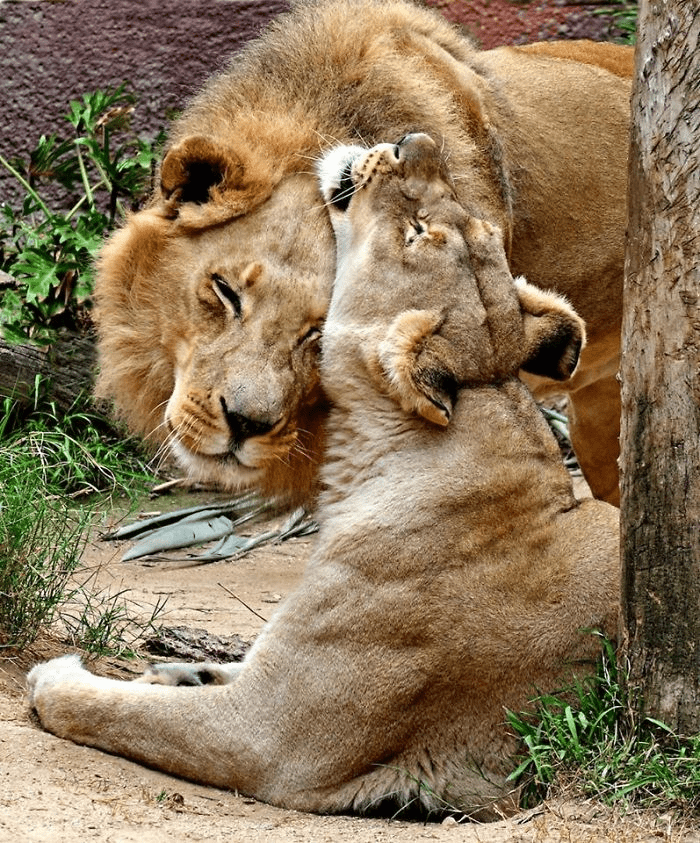 Elderly Lion Couple