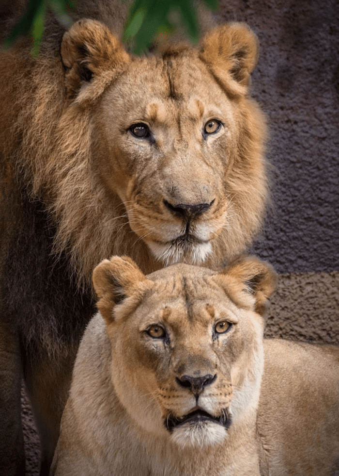 Elderly Lion Couple
