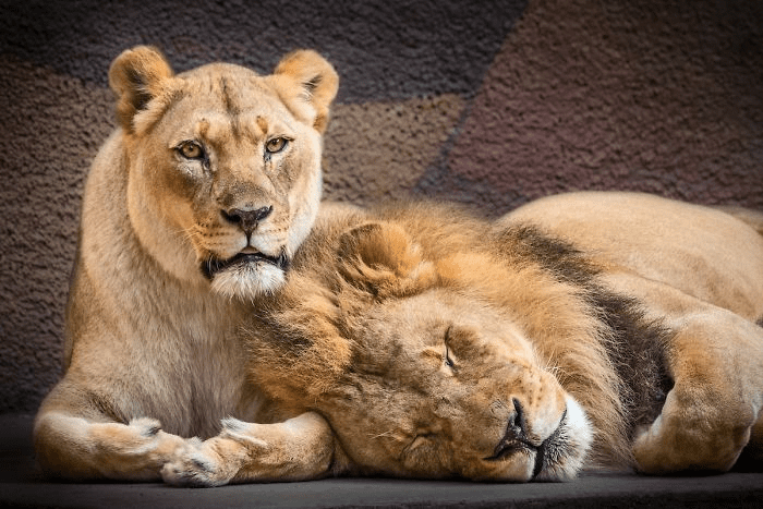 Elderly Lion Couple