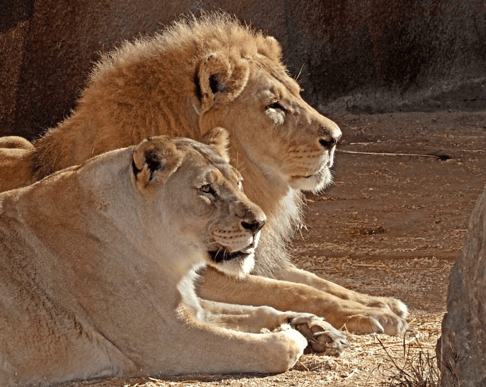 Elderly Lion Couple