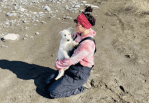 A Woman Lays Her Dear Old Dog To Rest When Suddenly Abandoned Puppy Appears Out Of Nowhere dog