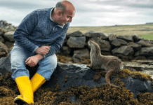 The Heartwarming Friendship Between a Wild Otter and a Man from the Shetland Islands Otter