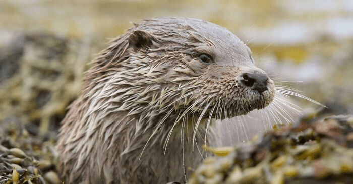 Otter